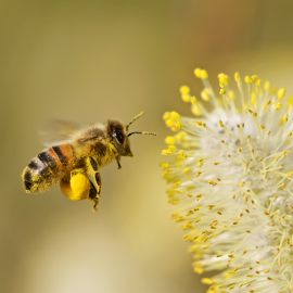 Så lindrar du pollenallergi naturligt: 6 tips för att hantera pollenallergisymtom